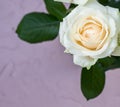 beautiful white rose flower on gray background