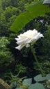 Beautiful white rose flower _ Srilanka. Royalty Free Stock Photo