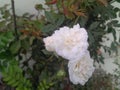 Beautiful white rose flowers blooming in branch of green leaves plant in garden outdoors, nature photography Royalty Free Stock Photo