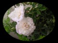 Beautiful white rose flowers blooming in branch of green leaves plant isolated from black round vignettes, nature photography