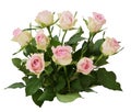 Beautiful white rose flowers bouquet isolated Royalty Free Stock Photo