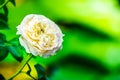 Beautiful white rose flowers and green leaf