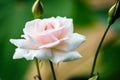 beautiful white rose garden Royalty Free Stock Photo