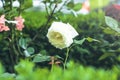 Beautiful white rose in the garden Royalty Free Stock Photo