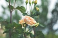 Beautiful white rose in the garden Royalty Free Stock Photo