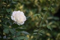 White rose with thorns in a garden