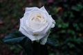 Beautiful white rose in a garden