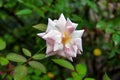 Beautiful white rose with green leaves bloomed in the garden