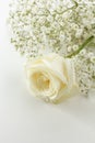 White Rose Royalty Free Stock Photo