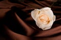 Beautiful white rose and hand Royalty Free Stock Photo
