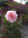 Beautiful white rose in the Home garden