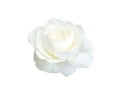 Beautiful white rose