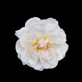 Beautiful white rose Royalty Free Stock Photo