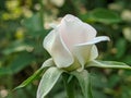 Beautiful white rose in my home garden