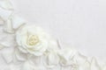 Beautiful white rose and petals on white background. Ideal for greeting cards for wedding, birthday, Valentine`s Day, Mother`s Day