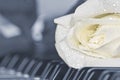 Beautiful white rose on piano Royalty Free Stock Photo