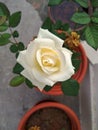 A Beautiful White Rose Plant on my terrace garden