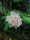 A beautiful white rose shot from close angle.