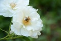 The beautiful white rose in side small brown honey bee.