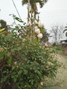 Beautiful white rose and some batle nut trees in Assam