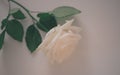 Beautiful single White rose close up on white background  concept for valentine`s card or anyversary Royalty Free Stock Photo