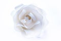 Beautiful white rose on white background. Royalty Free Stock Photo