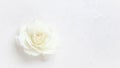 Beautiful white rose on white background. Ideal for greeting cards for wedding, birthday, Valentine`s Day, Mother`s Day Royalty Free Stock Photo