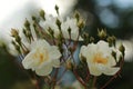 Beautiful White Rose,White Flower,Rose Royalty Free Stock Photo