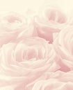 Beautiful white roses as wedding background. Soft focus. High key. In sepia vintage pastel toned Royalty Free Stock Photo