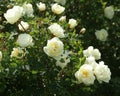 Beautiful white roses bush.Natural white roses background