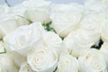 The beautiful white roses.