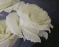 Beautiful white roses