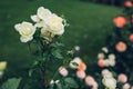 Beautiful white roses blooming in summer garden. Fresh flowers in blossom growing in park Royalty Free Stock Photo