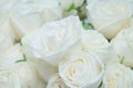 The beautiful white roses.