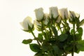 Beautiful white roses in the bouquet, background for wedding cards, greeting card for birthday. Royalty Free Stock Photo