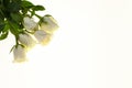 Beautiful white roses in the bouquet, background for wedding cards, greeting card for birthday. Royalty Free Stock Photo