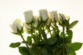 Beautiful white roses in the bouquet, background for wedding cards, greeting card for birthday. Royalty Free Stock Photo