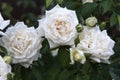 Beautiful white roses bush.Natural white roses background Royalty Free Stock Photo