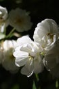 Beautiful white roses Royalty Free Stock Photo