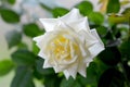 beautiful white rose close up soft focus Royalty Free Stock Photo