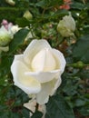 Beautiful white roses and dark green leaves Royalty Free Stock Photo