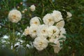 Beautiful White Roses Flowers in a park