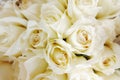 Beautiful white roses love day wedding day White roses floral Background flowers closeup Texture of delicate rose solid field Royalty Free Stock Photo