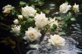 Beautiful white roses reflected in the water.