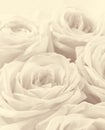 Beautiful white roses toned in sepia as wedding background. Sof Royalty Free Stock Photo