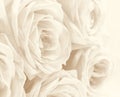 Beautiful white roses toned in sepia as wedding background. Sof Royalty Free Stock Photo