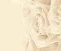 Beautiful white roses toned in sepia as wedding background. Soft Royalty Free Stock Photo