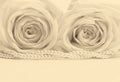 Beautiful white roses toned in sepia as wedding background. Soft Royalty Free Stock Photo