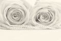 Beautiful white roses toned in sepia as wedding background. Soft Royalty Free Stock Photo