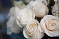 Beautiful white roses Royalty Free Stock Photo